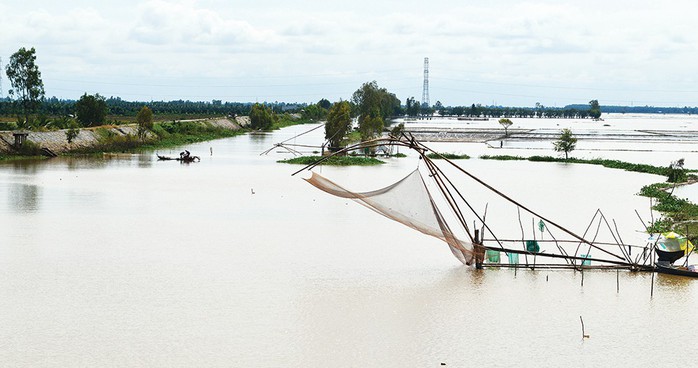 Bộn cá khi cất vó trong con nước nổi tràn đồng - Ảnh 1.