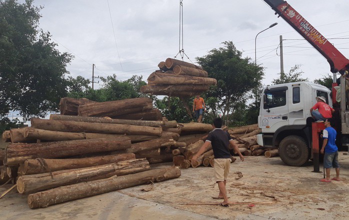 Khám nghiệm hiện trường vụ Tàn sát rừng phòng hộ - Ảnh 4.