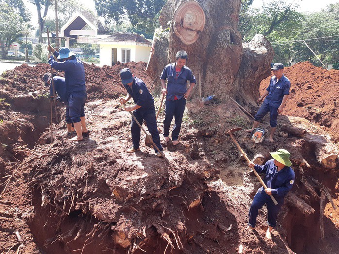 Nhiều nhà khoa học đành bó tay cứu cây di sản - Ảnh 2.