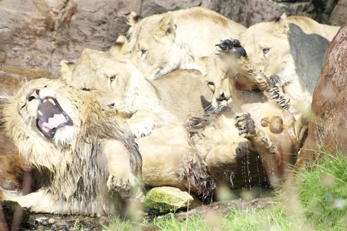 Bị 9 sư tử cái đánh hội đồng, sư tử đực đầu đàn chạy không nổi - Ảnh 1.