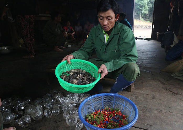 Đặc sản chuột ăn hạt sâm đãi khách quý ở núi Ngọc Linh - Ảnh 2. Đặc sản chuột ăn hạt sâm đãi khách quý ở núi Ngọc Linh - Ảnh 2.