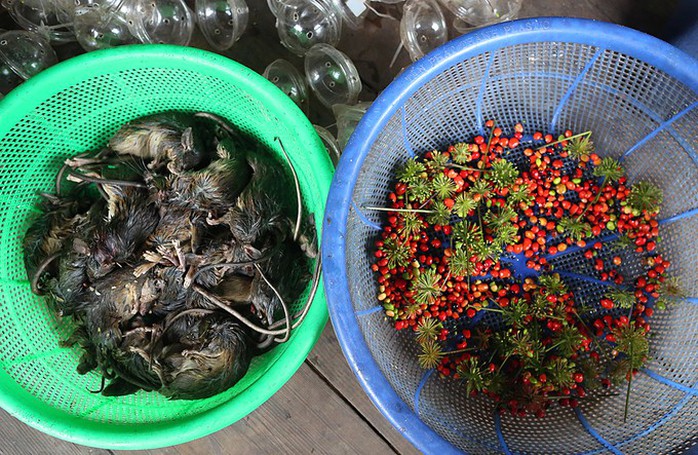 Đặc sản chuột ăn hạt sâm đãi khách quý ở núi Ngọc Linh - Ảnh 3. Đặc sản chuột ăn hạt sâm đãi khách quý ở núi Ngọc Linh - Ảnh 3.