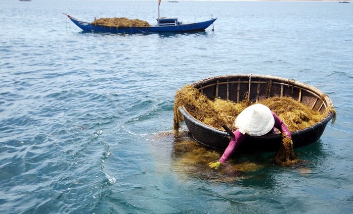 Tìm thấy thi thể người phụ nữ tử vong khi hái rong mơ - Ảnh 1.