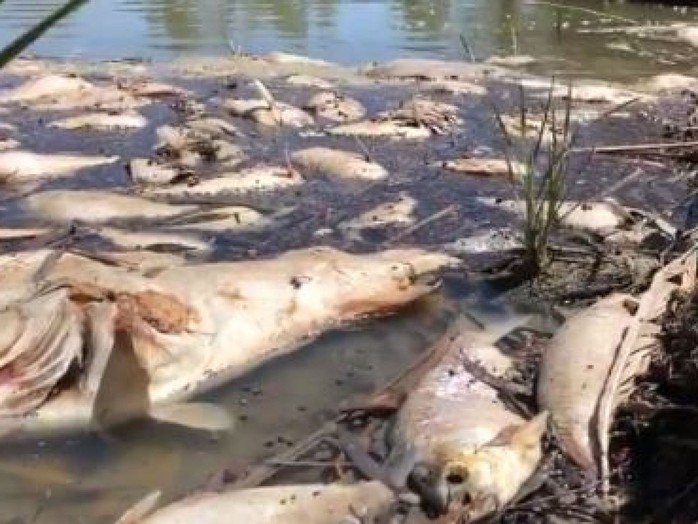 Úc: “1 triệu con cá” chết trắng trên sông - Ảnh 3.
