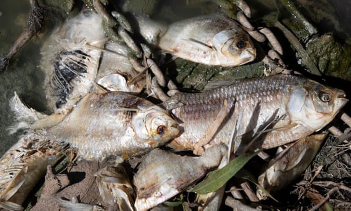 Úc: “1 triệu con cá” chết trắng trên sông - Ảnh 4.