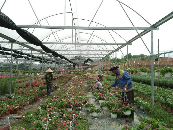 Chùm ảnh: Ngắm làng hoa Vân Dương vào mùa vụ Tết - Ảnh 5.