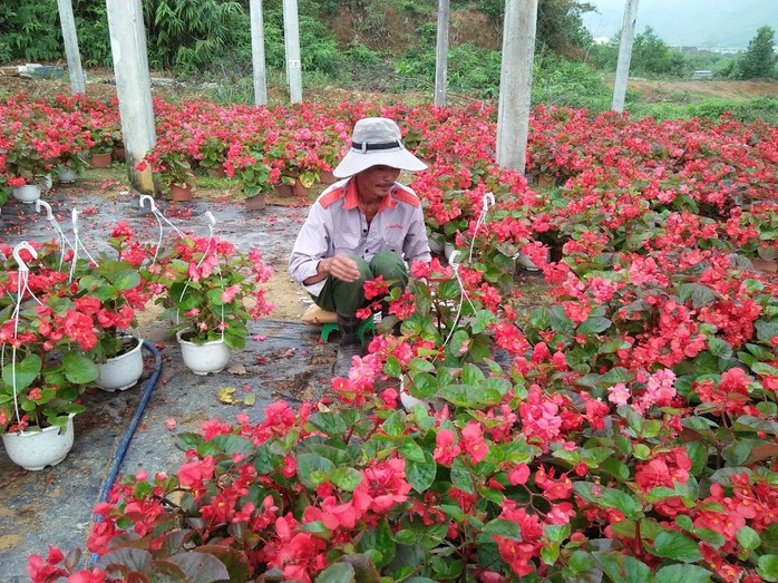 Chùm ảnh: Ngắm làng hoa Vân Dương vào mùa vụ Tết - Ảnh 6.