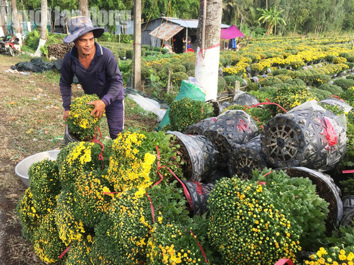 Kể từ 17-1, du khách sẽ đo chiều cao để vào làng hoa lớn nhất miền Tây - Ảnh 1.