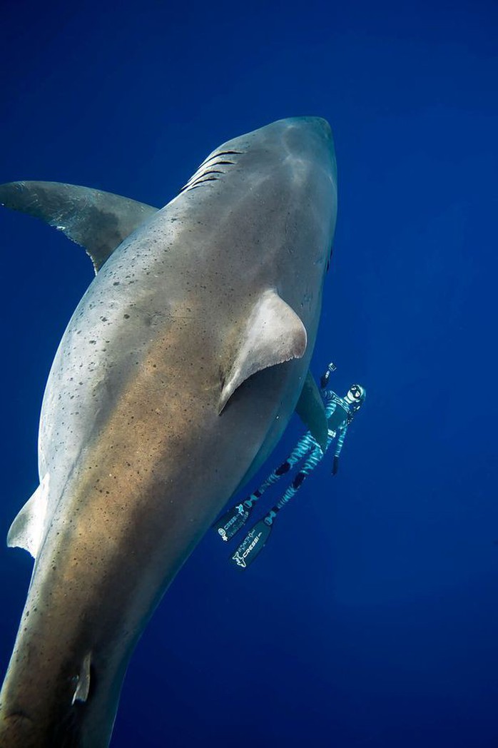 Cá mập trắng “quái vật” bất ngờ xuất hiện ngoài khơi Hawaii - Ảnh 3.