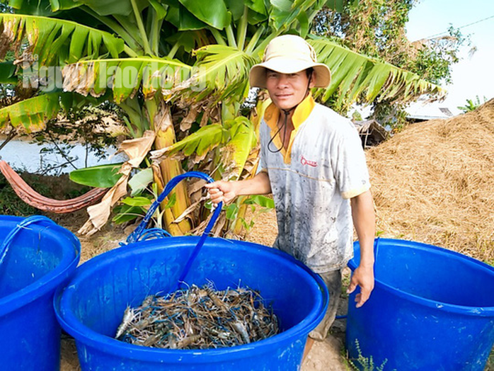 Cận Tết, về Cà Mau xem người dân quậy bùn bắt tôm càng xanh - Ảnh 8.