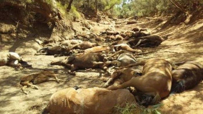 Úc: Hạn hán, ngựa chết la liệt trong vũng nước cạn khô - Ảnh 2.