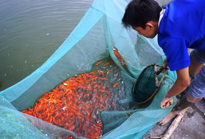 Nhộn nhịp ở làng nuôi cá chép đỏ “cõng” ông Công, ông Táo về trời - Ảnh 6.