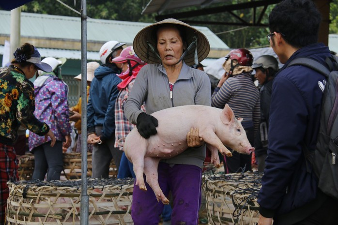 Nghề độc ở chợ heo lớn nhất Quảng Nam - Ảnh 2.