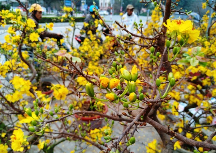 Mai vàng nở “tung tóe”, người buôn lo mất Tết - Ảnh 10.