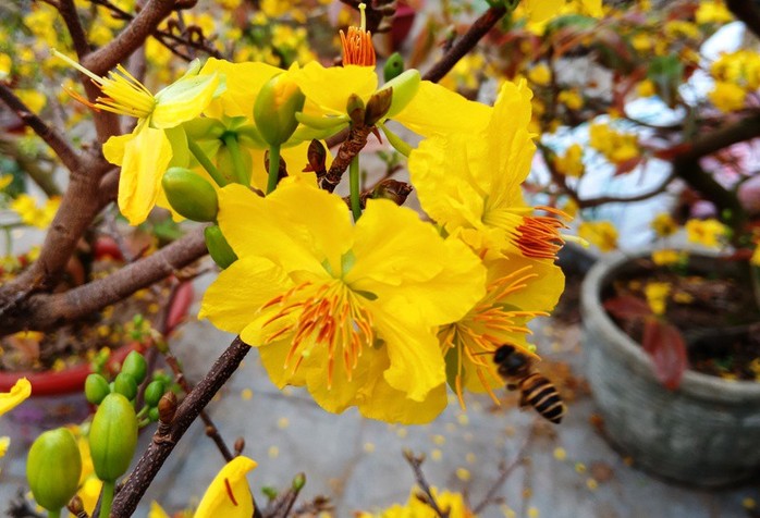 Mai vàng nở “tung tóe”, người buôn lo mất Tết - Ảnh 6.