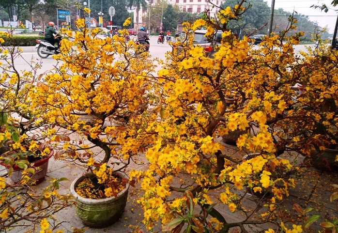 Mai vàng nở “tung tóe”, người buôn lo mất Tết - Ảnh 2.