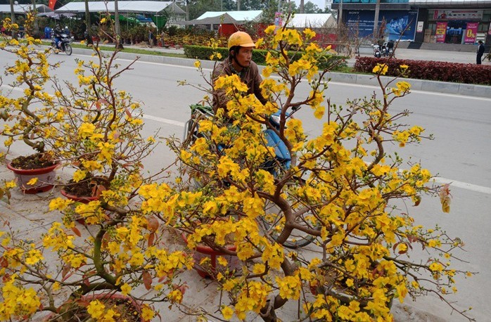 Mai vàng nở “tung tóe”, người buôn lo mất Tết - Ảnh 4.