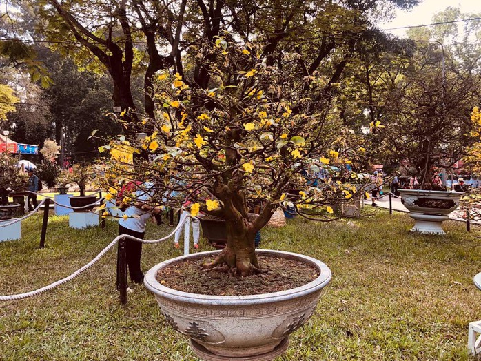 Mai là điểm nhấn của Hội Hoa Xuân Tao Đàn - Ảnh 8. Mai là điểm nhấn của Hội Hoa Xuân Tao Đàn - Ảnh 8.