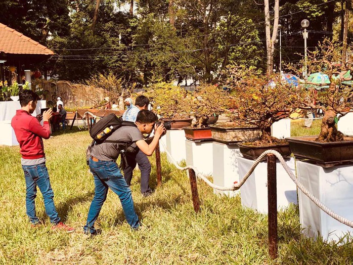 Mai là điểm nhấn của Hội Hoa Xuân Tao Đàn - Ảnh 3. Mai là điểm nhấn của Hội Hoa Xuân Tao Đàn - Ảnh 3.