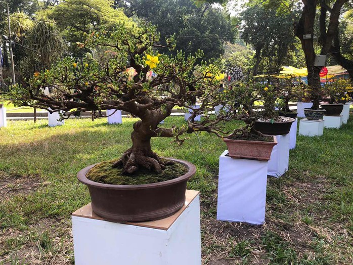 Mai là điểm nhấn của Hội Hoa Xuân Tao Đàn - Ảnh 13. Mai là điểm nhấn của Hội Hoa Xuân Tao Đàn - Ảnh 13.