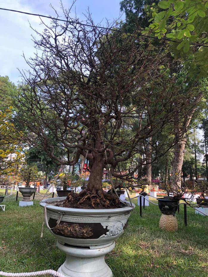 Mai là điểm nhấn của Hội Hoa Xuân Tao Đàn - Ảnh 11. Mai là điểm nhấn của Hội Hoa Xuân Tao Đàn - Ảnh 11.