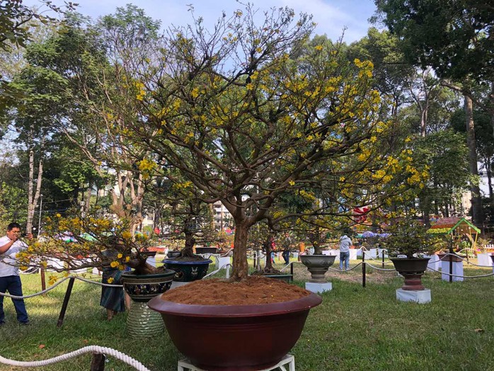 Mai là điểm nhấn của Hội Hoa Xuân Tao Đàn - Ảnh 10. Mai là điểm nhấn của Hội Hoa Xuân Tao Đàn - Ảnh 10.