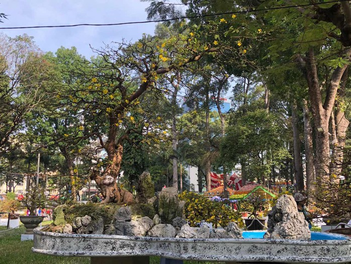 Mai là điểm nhấn của Hội Hoa Xuân Tao Đàn - Ảnh 14. Mai là điểm nhấn của Hội Hoa Xuân Tao Đàn - Ảnh 14.