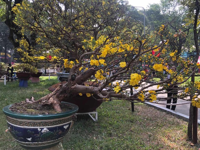 Mai là điểm nhấn của Hội Hoa Xuân Tao Đàn - Ảnh 9. Mai là điểm nhấn của Hội Hoa Xuân Tao Đàn - Ảnh 9.