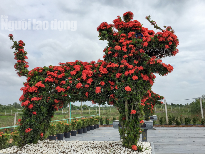 Biến cây trồng bờ rào thành kiểng Long Quy giá 400 triệu/cặp - Ảnh 4.