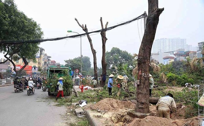 Hà Nội chi hơn 7 triệu đồng chặt mỗi cây xanh trên đường Láng dài 4 km - Ảnh 2.