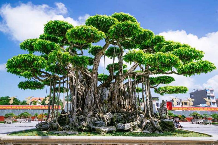 Choáng với cây sanh cổ được khách Nhật định giá hơn 20 triệu USD - Ảnh 1.