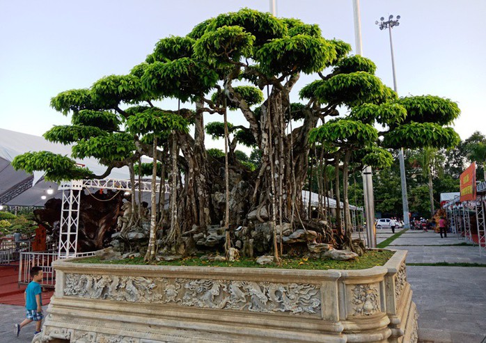 Choáng với cây sanh cổ được khách Nhật định giá hơn 20 triệu USD - Ảnh 4.