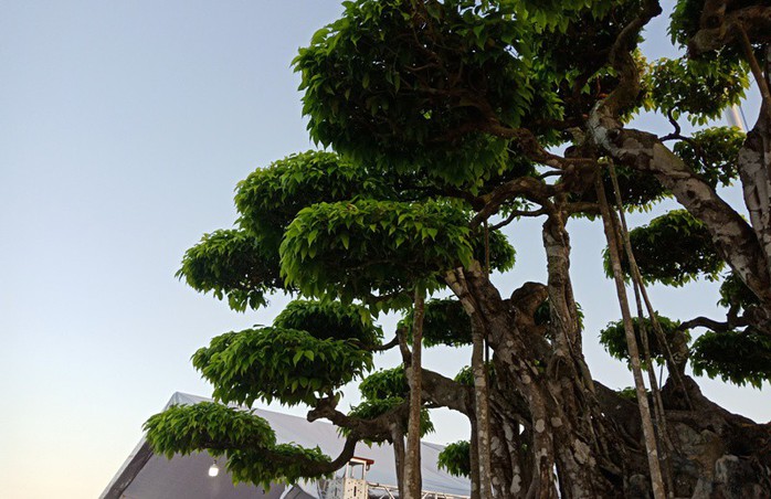 Choáng với cây sanh cổ được khách Nhật định giá hơn 20 triệu USD - Ảnh 8.