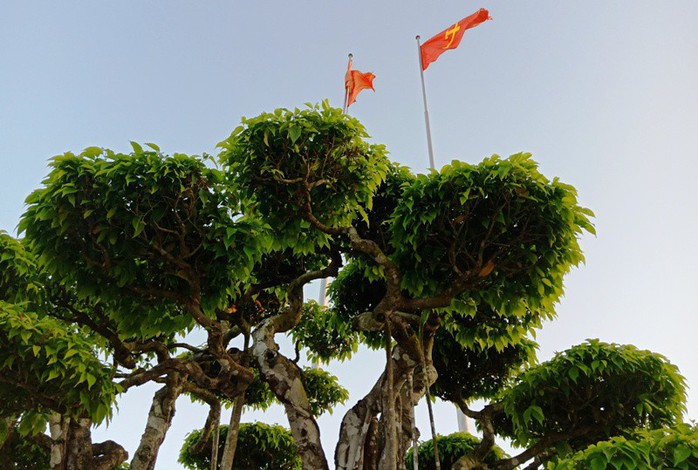 Choáng với cây sanh cổ được khách Nhật định giá hơn 20 triệu USD - Ảnh 7.