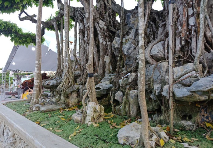 Choáng với cây sanh cổ được khách Nhật định giá hơn 20 triệu USD - Ảnh 14.