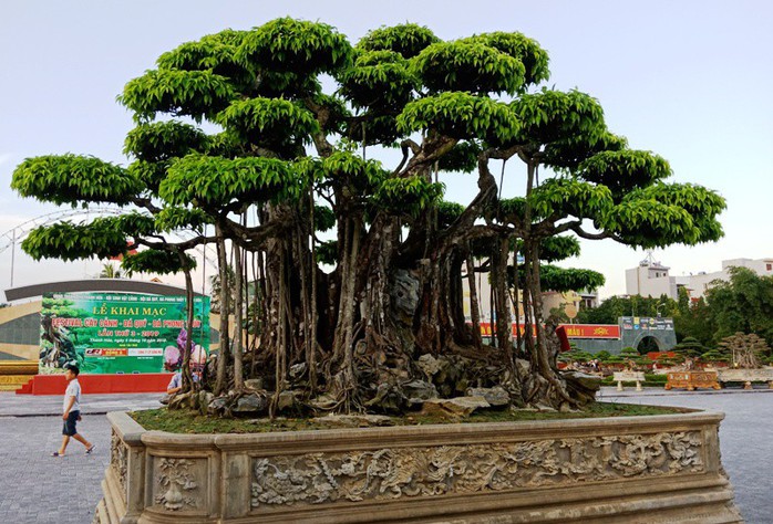 Choáng với cây sanh cổ được khách Nhật định giá hơn 20 triệu USD - Ảnh 3.
