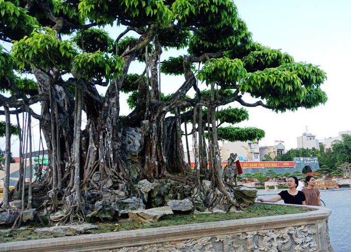 Choáng với cây sanh cổ được khách Nhật định giá hơn 20 triệu USD - Ảnh 5.