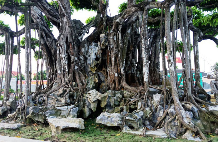Choáng với cây sanh cổ được khách Nhật định giá hơn 20 triệu USD - Ảnh 9.