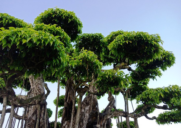 Choáng với cây sanh cổ được khách Nhật định giá hơn 20 triệu USD - Ảnh 6.