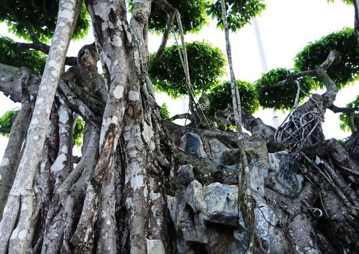 Choáng với cây sanh cổ được khách Nhật định giá hơn 20 triệu USD - Ảnh 10.