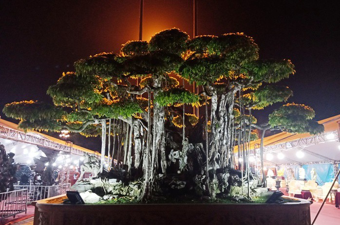 Choáng với cây sanh cổ được khách Nhật định giá hơn 20 triệu USD - Ảnh 16.