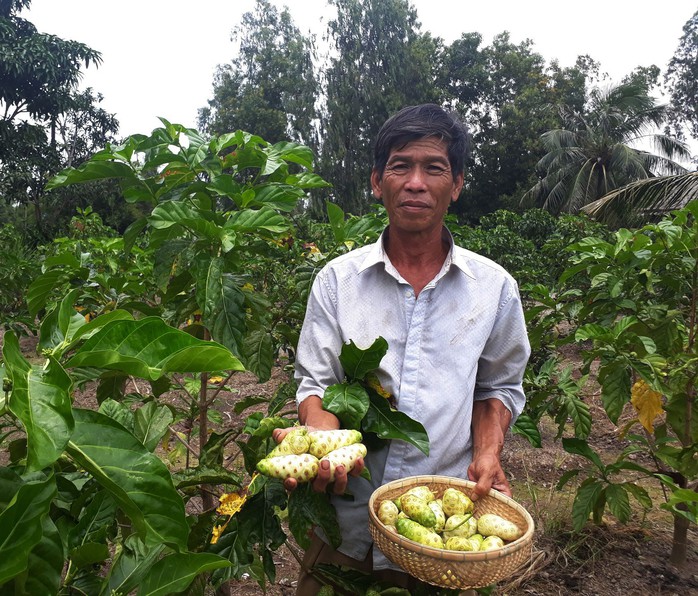 Điêu đứng vì trồng cây theo phong trào - Ảnh 1.