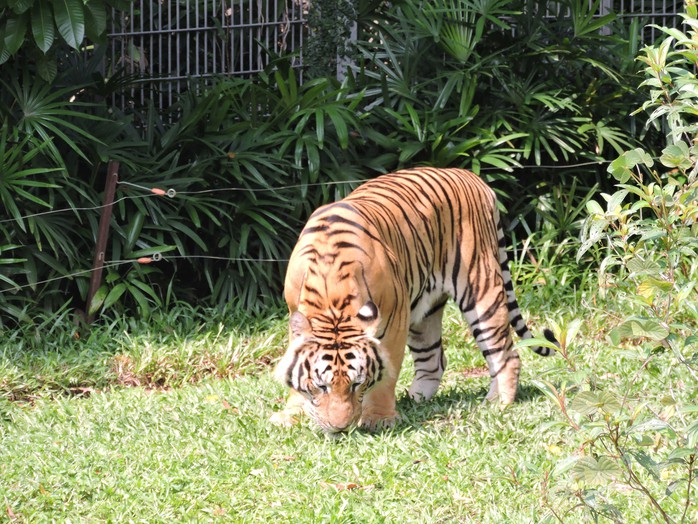 Clip: Những khoảnh khắc cưng muốn xỉu ở  vườn thú Safari Phú Quốc - Ảnh 8.