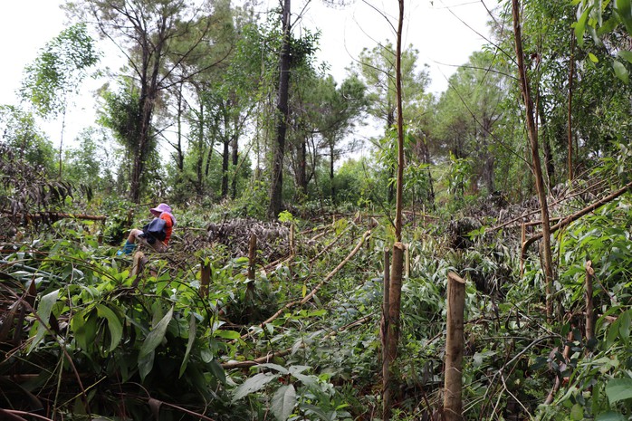 Quảng Nam: Điều tra vụ kẻ xấu chặt hạ hơn 4.000 cây keo - Ảnh 1.
