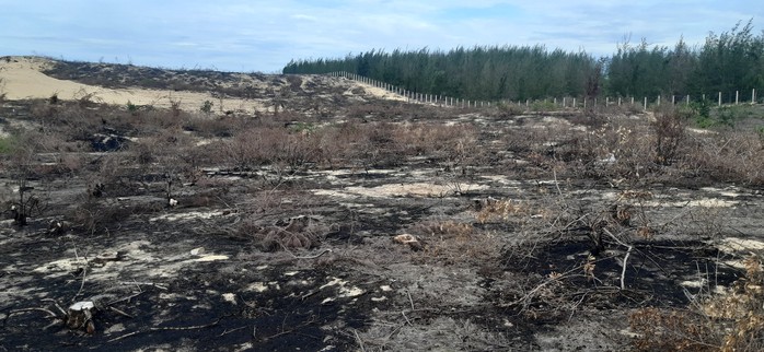 Tạm dừng dự án để mất 140 ha rừng nhằm phục vụ công tác điều tra - Ảnh 1.