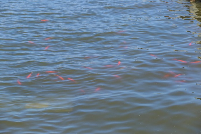 Bộ trưởng Trần Hồng Hà thị sát khu vực thí điểm xử lý nước, cho cá Koi ăn ở hồ Tây - Ảnh 4.