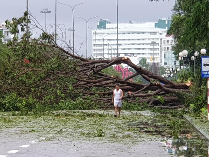 Bình Định: Ngổn ngang sau cơn bão số 5 - Ảnh 6.