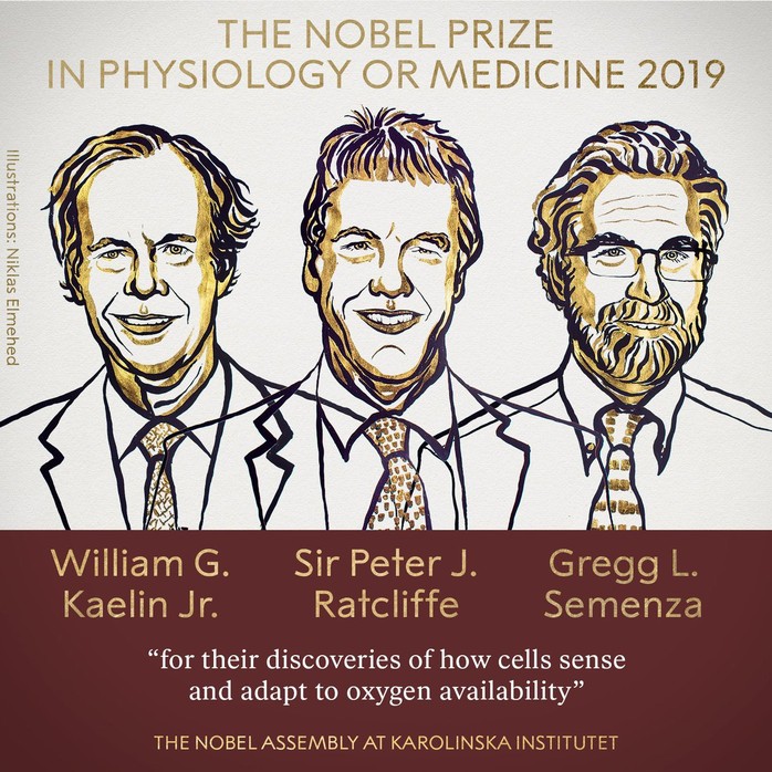 Bất ngờ với Giải Nobel Y học 2019 - Ảnh 2.