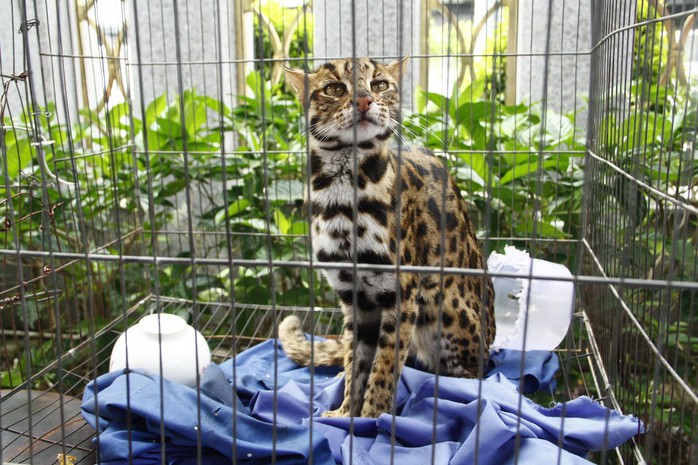 Phát hiện mèo rừng quý hiếm, có bộ lông tuyệt đẹp ngay tại TP HCM - Ảnh 1.