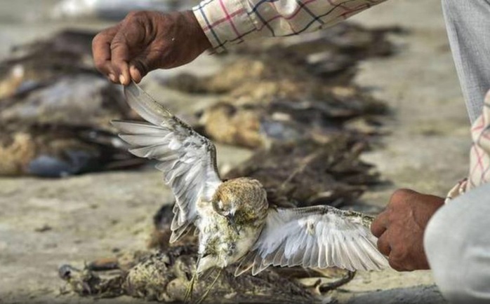 Hơn 2.400 con chim chết bên vùng hồ rộng gần 200 km vuông - Ảnh 3.